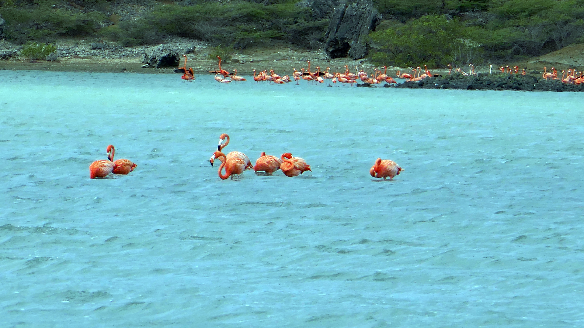 2022-04-18 Kokomo Beach und Flamingos (Foto)