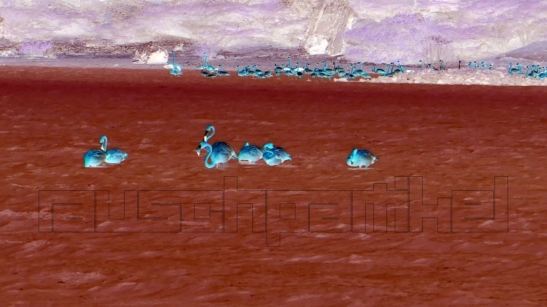 2022-04-18 Kokomo Beach und Flamingos (Foto)