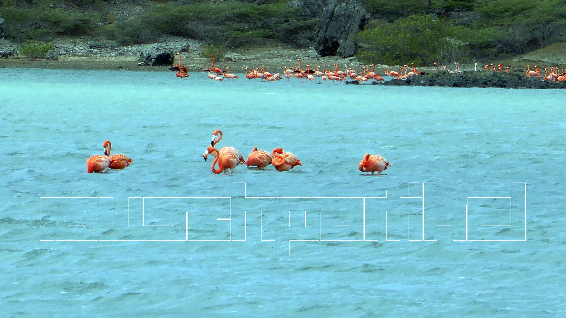 2022-04-18 Kokomo Beach und Flamingos (Foto)