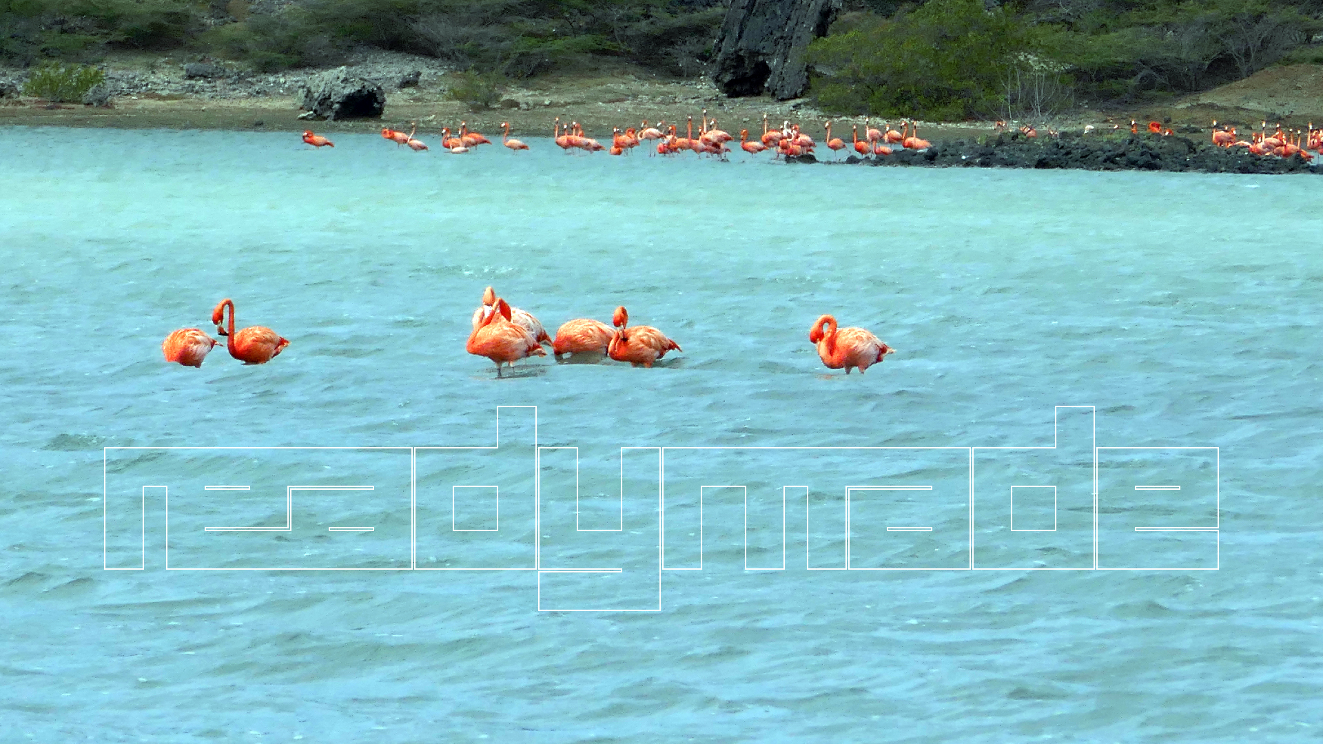 2022-04-18 Kokomo Beach und Flamingos (Foto)