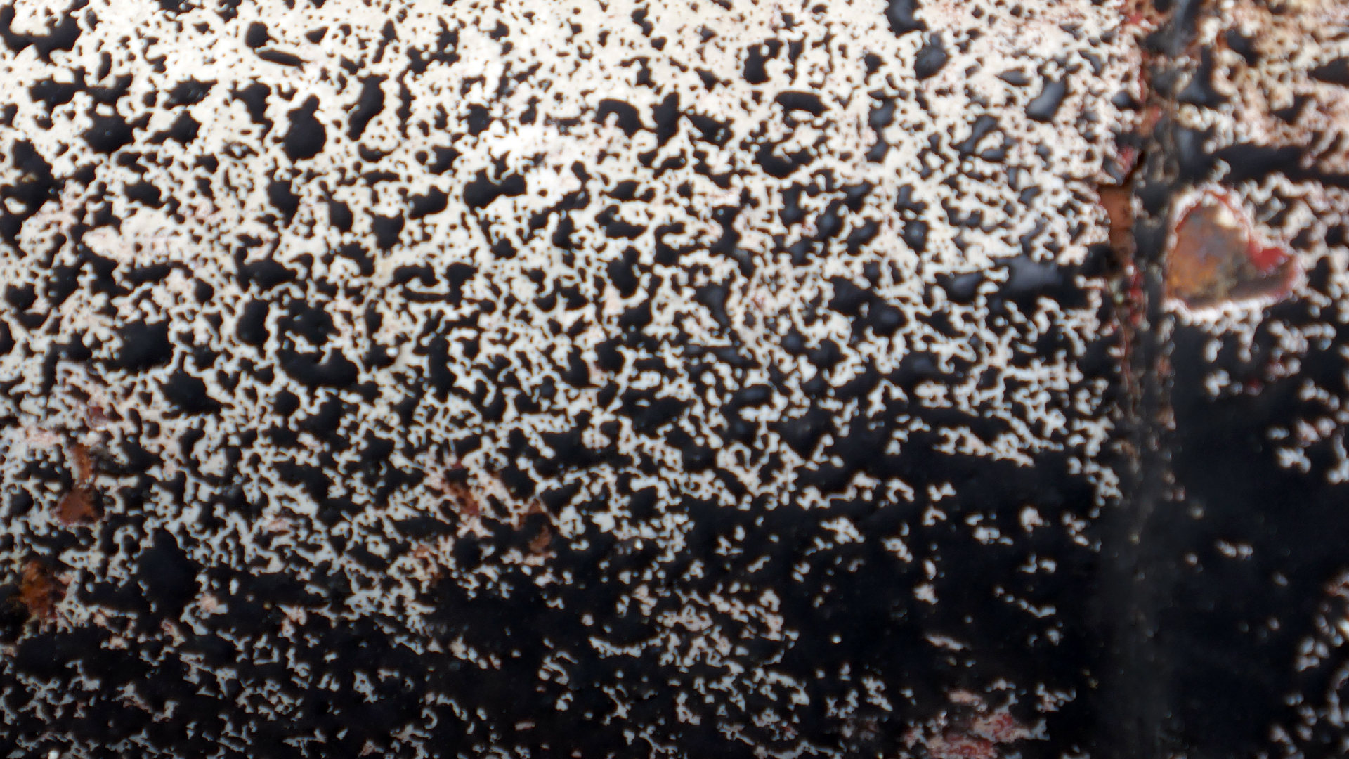 2022-04-18 Kokomo Beach und Flamingos (Foto)