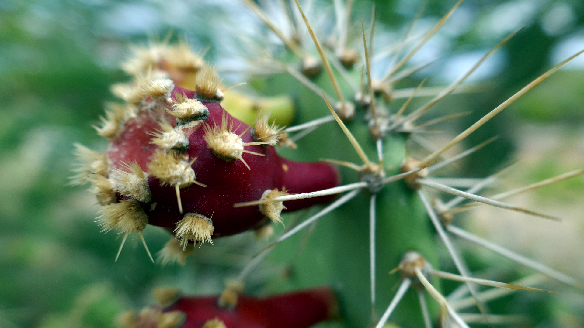 2022-04-18 Kokomo Beach und Flamingos (Foto)