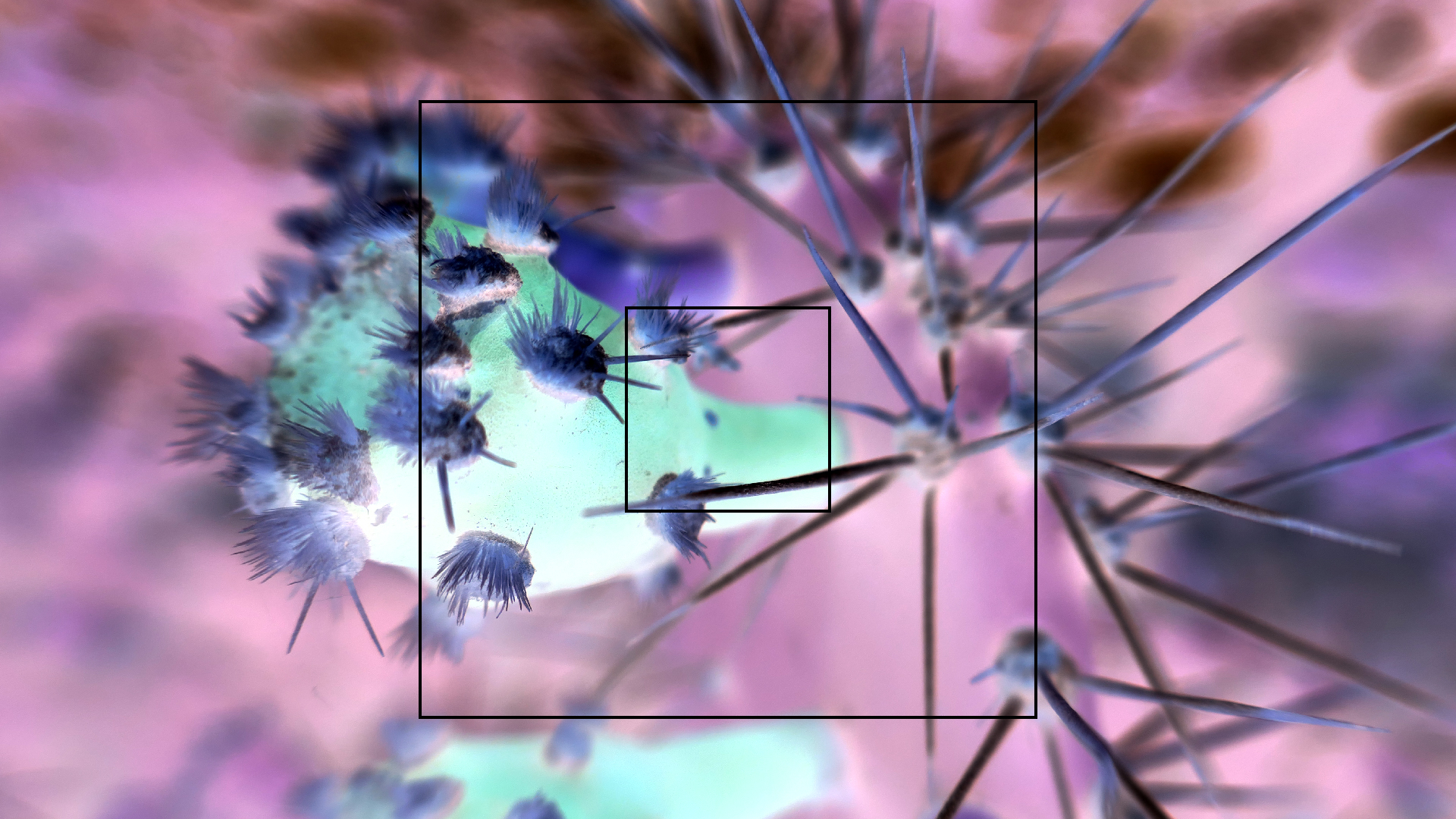 2022-04-18 Kokomo Beach und Flamingos (Foto)