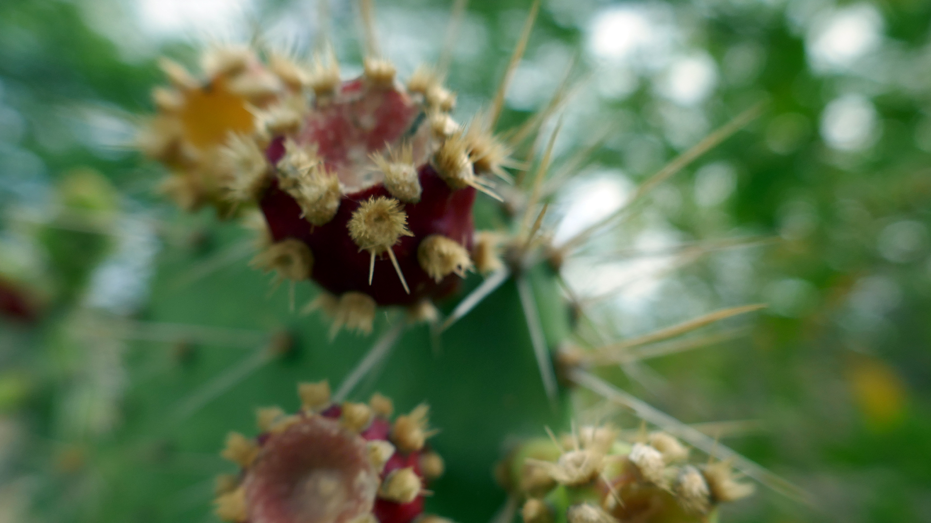 2022-04-18 Kokomo Beach und Flamingos (Foto)