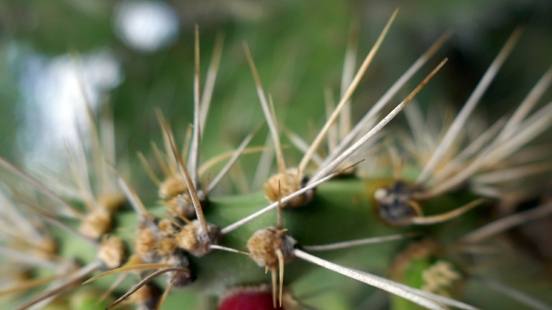2022-04-18 Kokomo Beach und Flamingos (Foto)