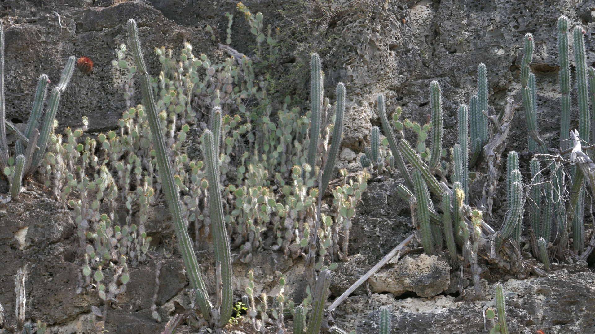 2022-04-18 Kokomo Beach und Flamingos (Foto)
