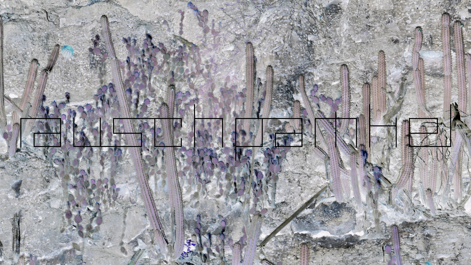 2022-04-18 Kokomo Beach und Flamingos (Foto)