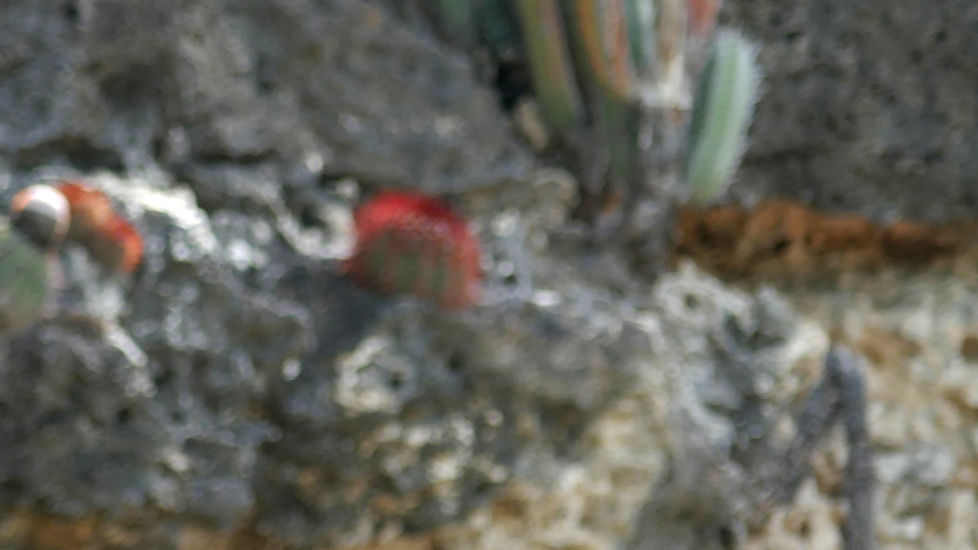 2022-04-18 Kokomo Beach und Flamingos (Foto)