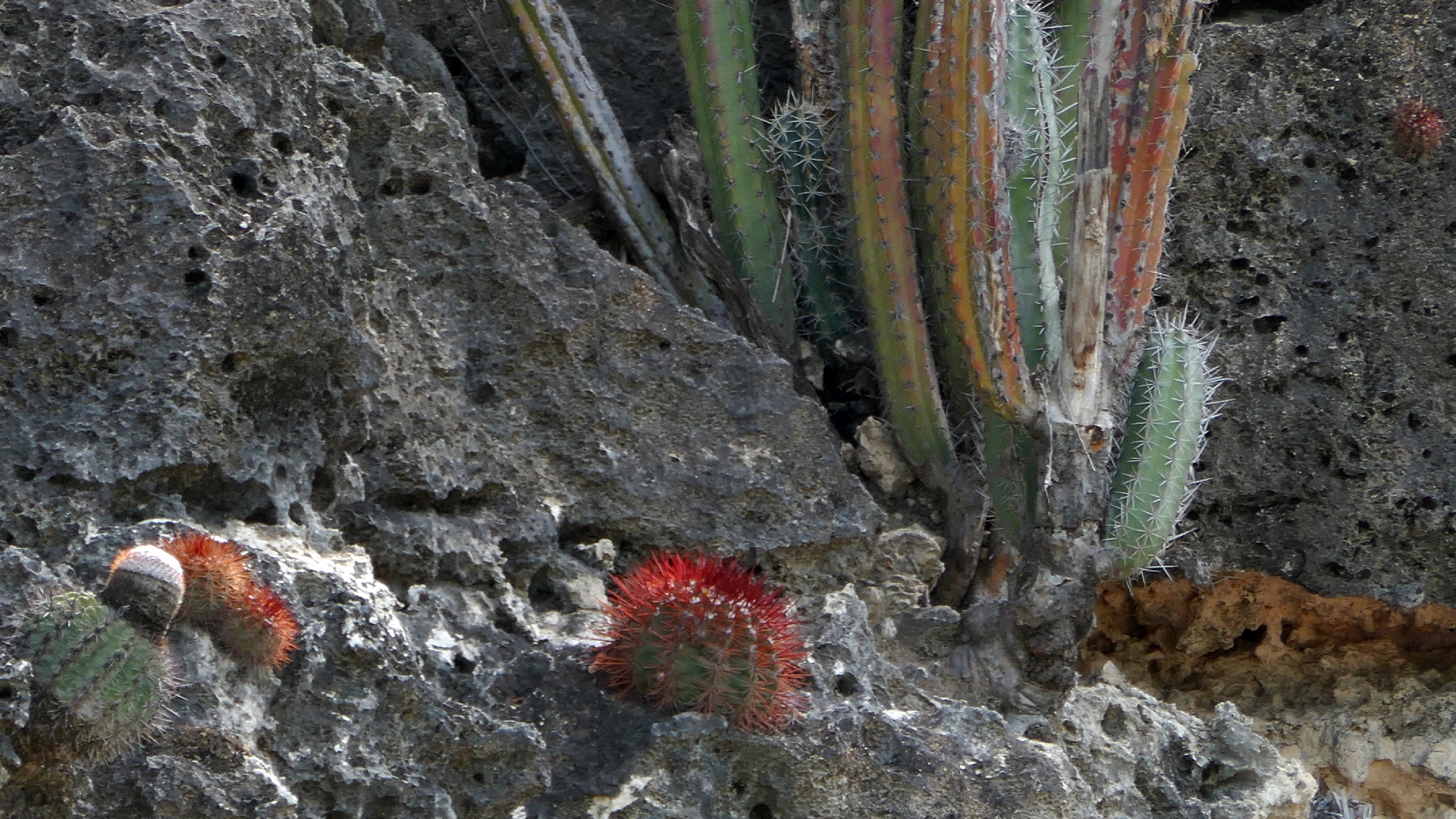 2022-04-18 Kokomo Beach und Flamingos (Foto)