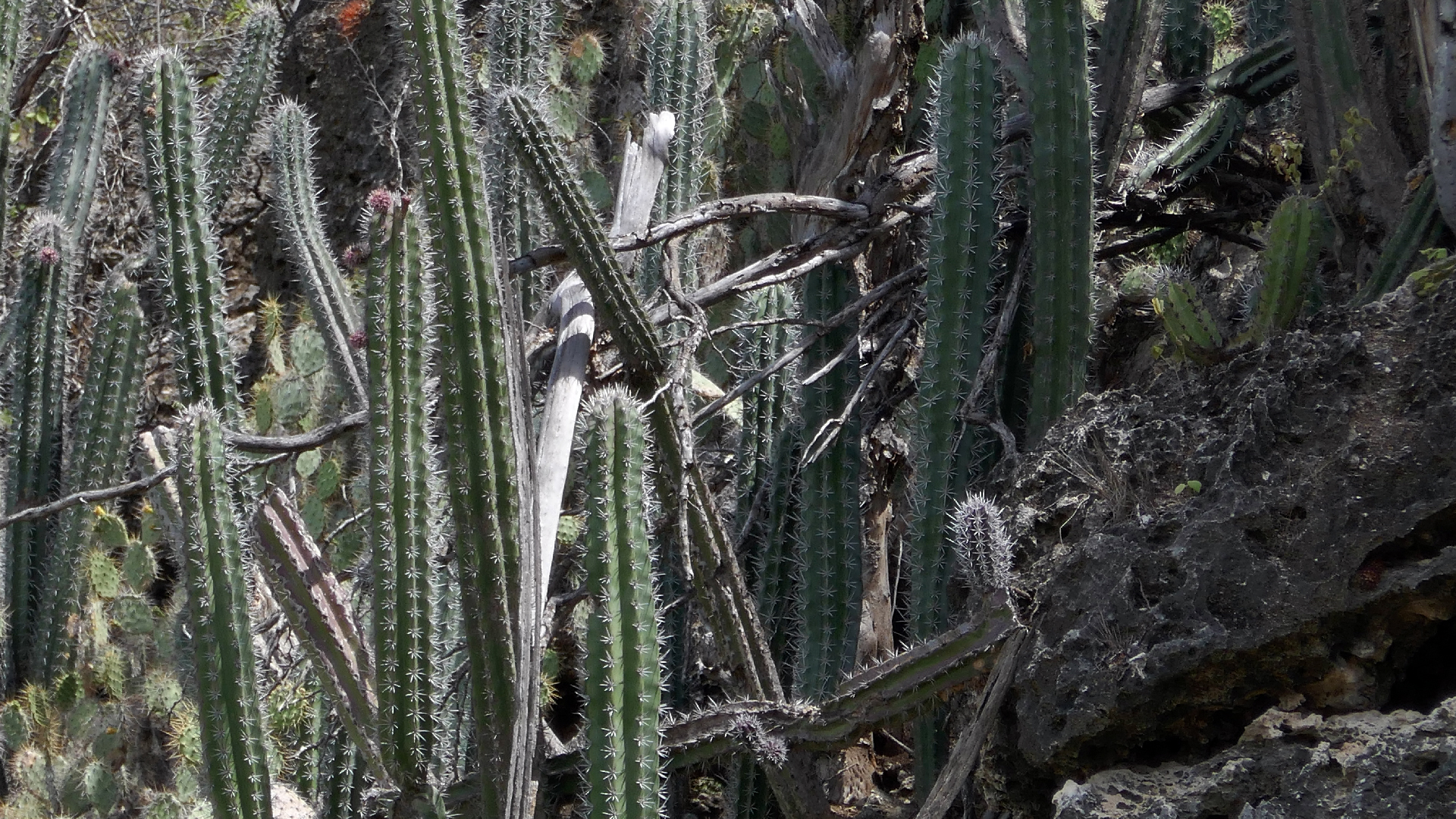2022-04-18 Kokomo Beach und Flamingos (Foto)