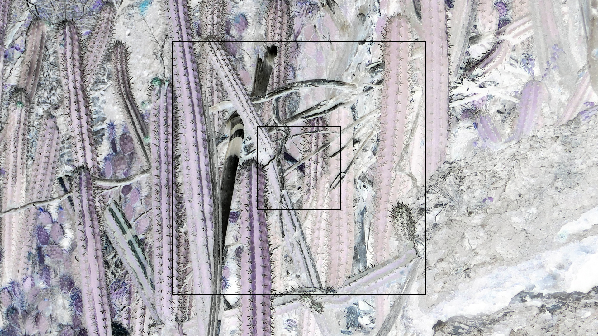 2022-04-18 Kokomo Beach und Flamingos (Foto)