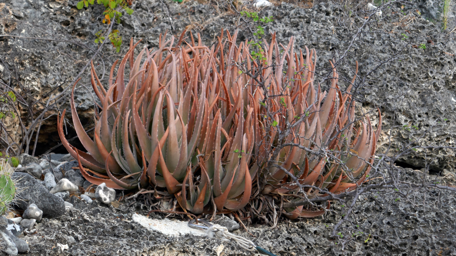 2022-04-20 Playa Forti & Playa Jeremi (Foto)