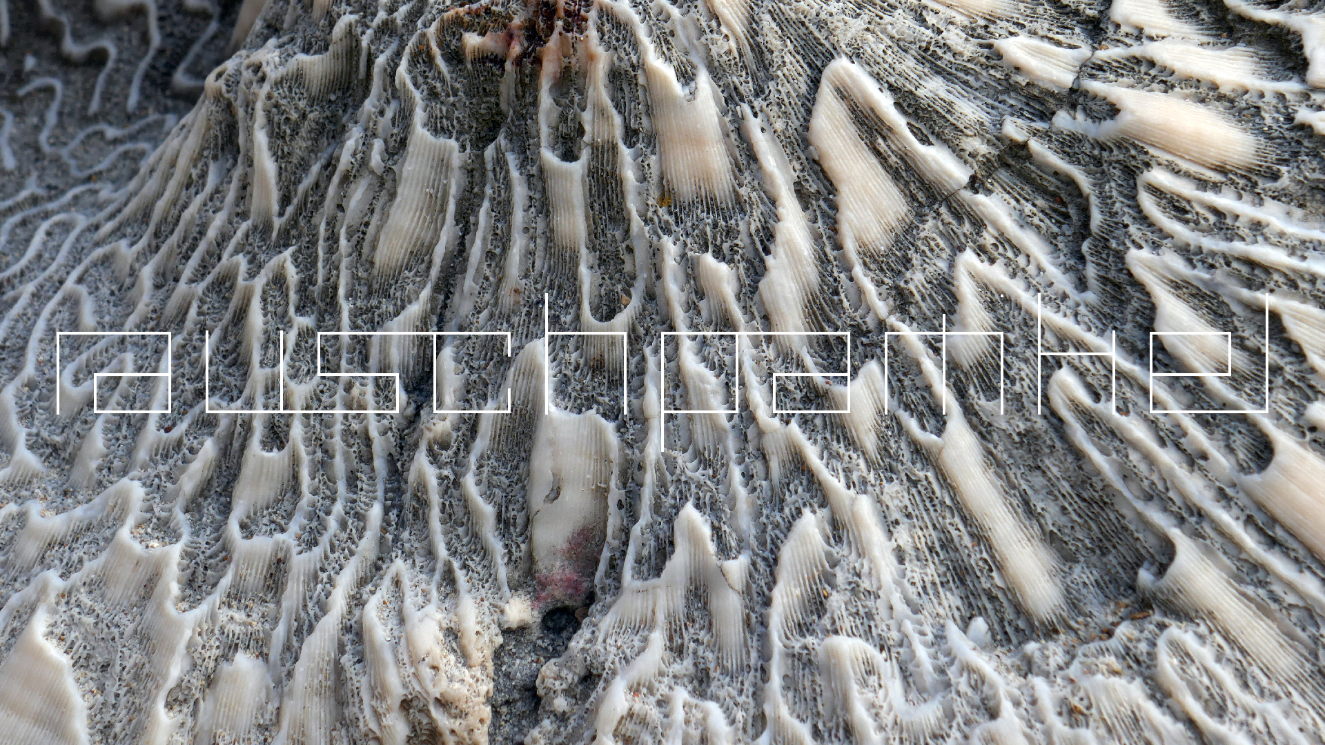 2022-04-20 Playa Forti & Playa Jeremi (Foto)