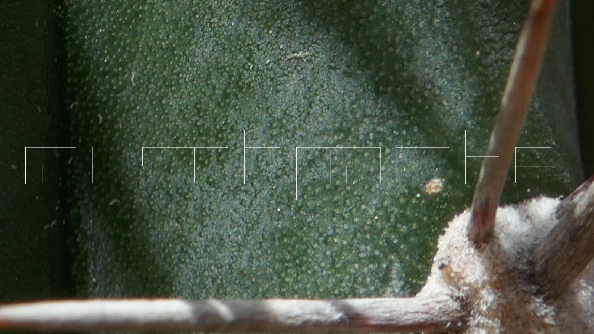 2022-04-22 Blaue Kammer (Foto)