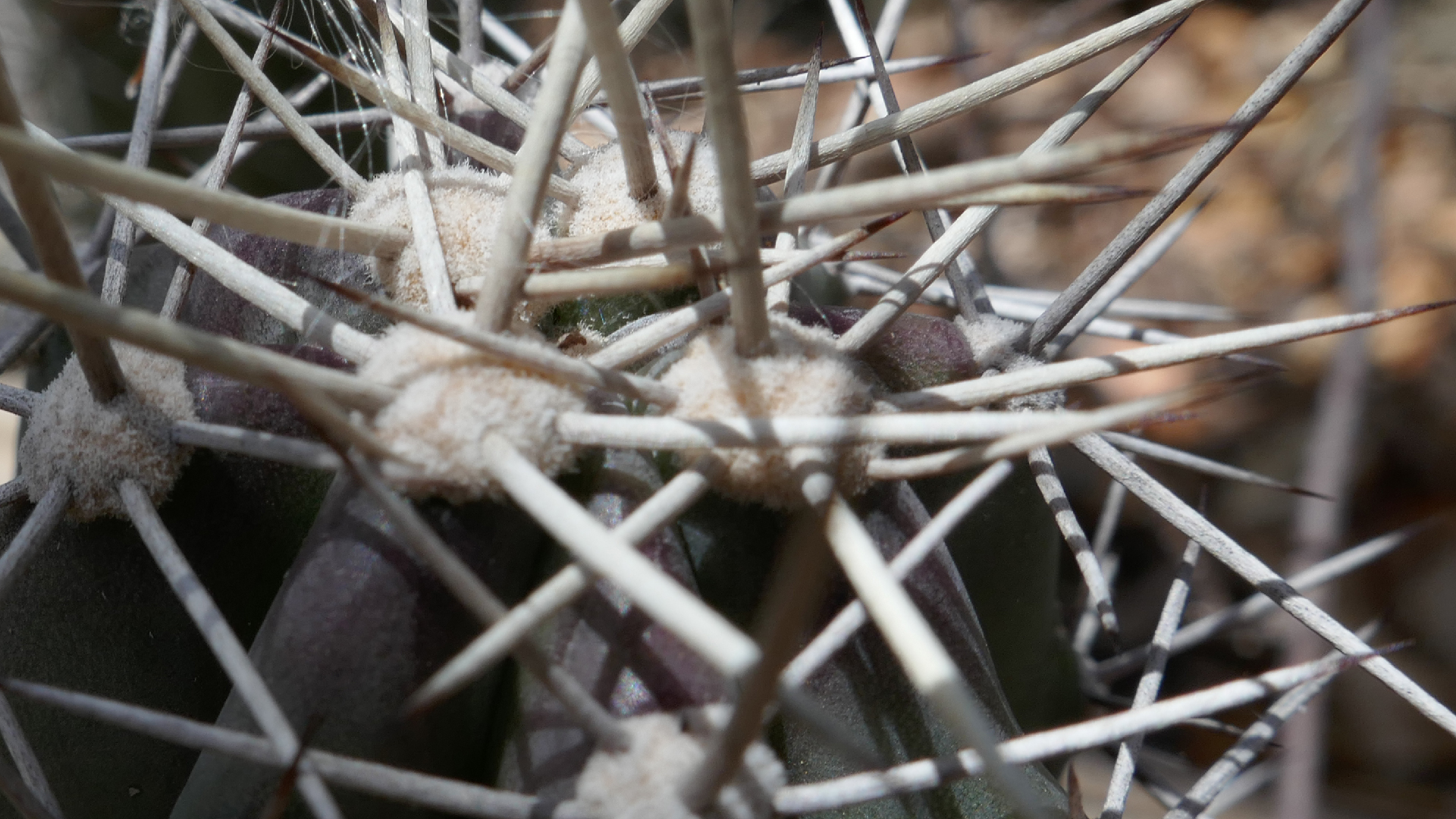 2022-04-22 Blaue Kammer (Foto)