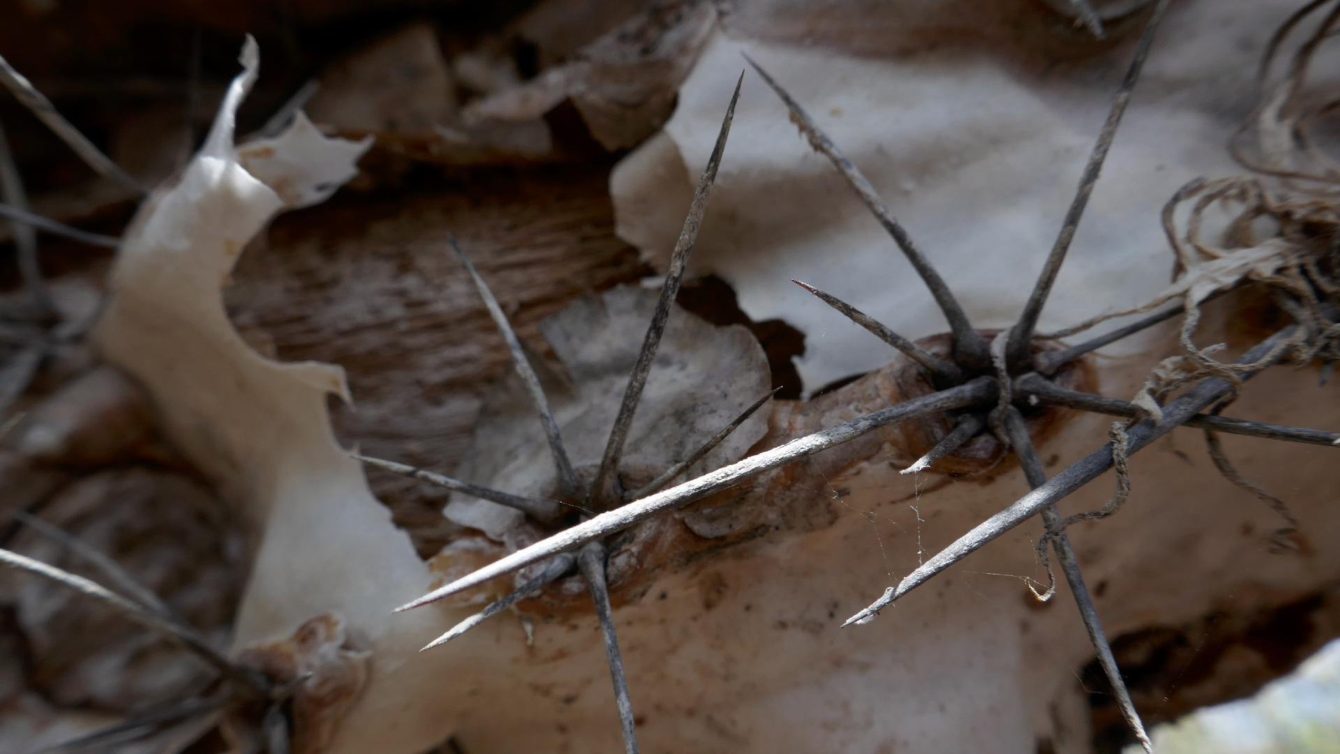 2022-04-22 Blaue Kammer (Foto)