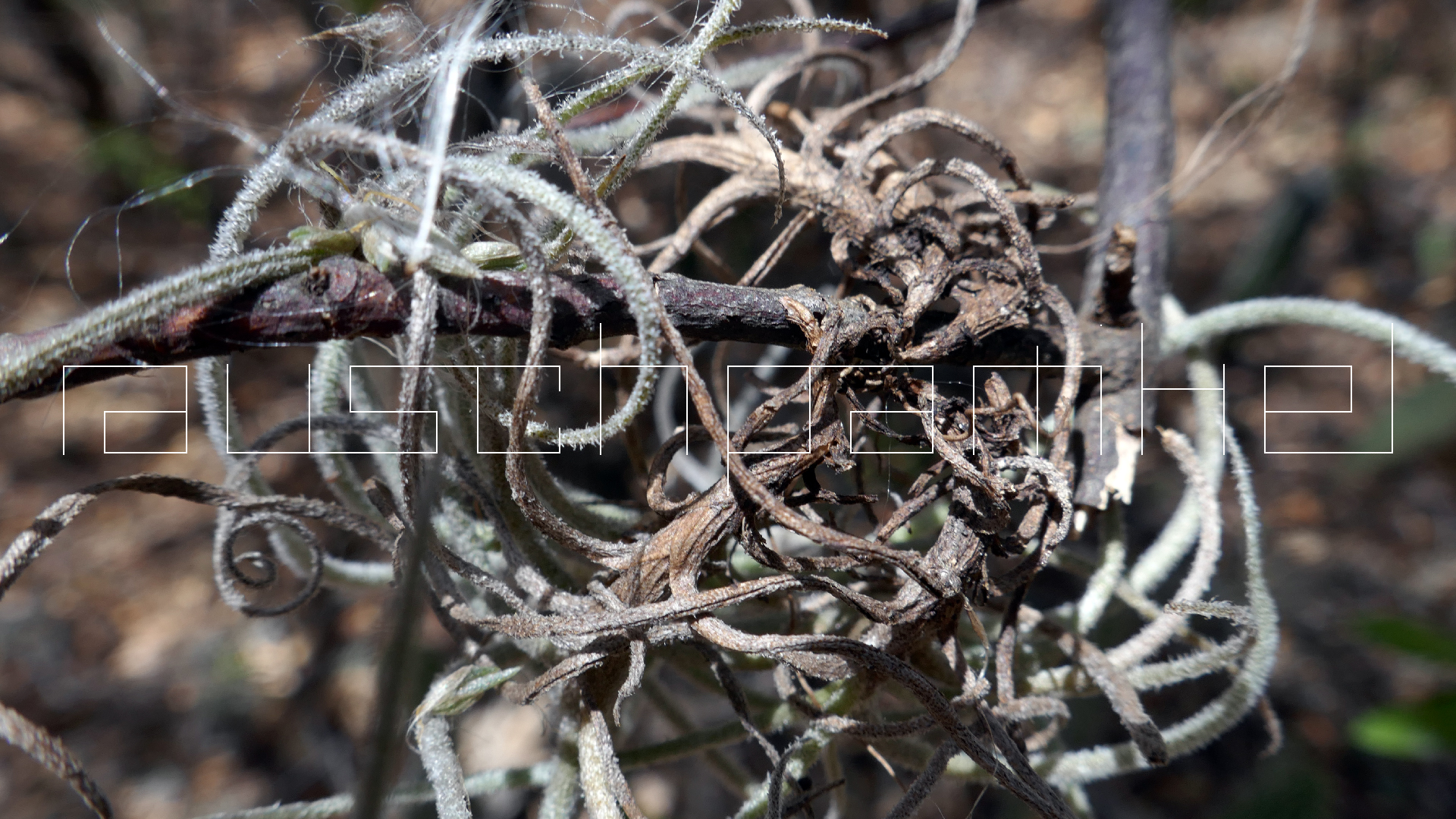 2022-04-22 Blaue Kammer (Foto)