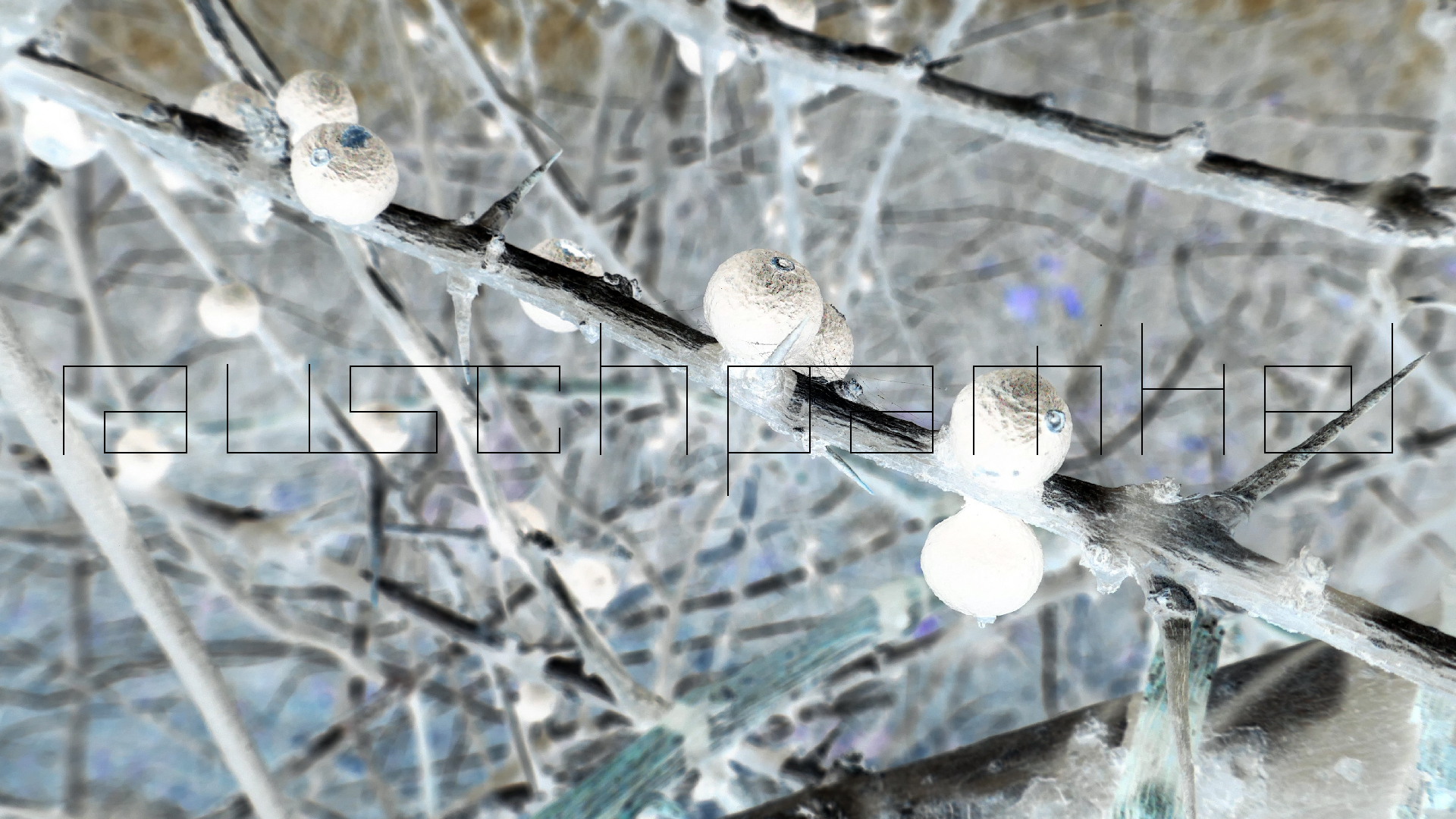 2022-04-22 Blaue Kammer (Foto)