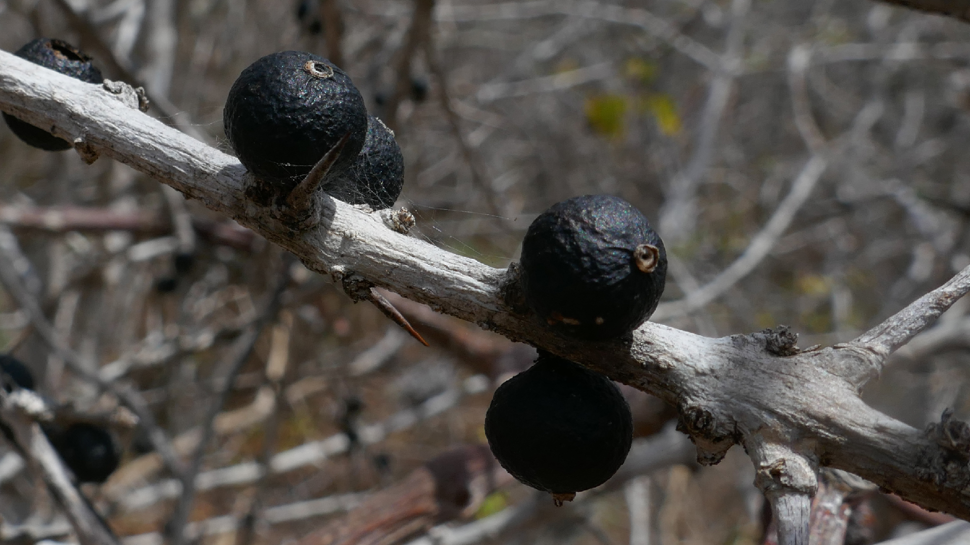 2022-04-22 Blaue Kammer (Foto)