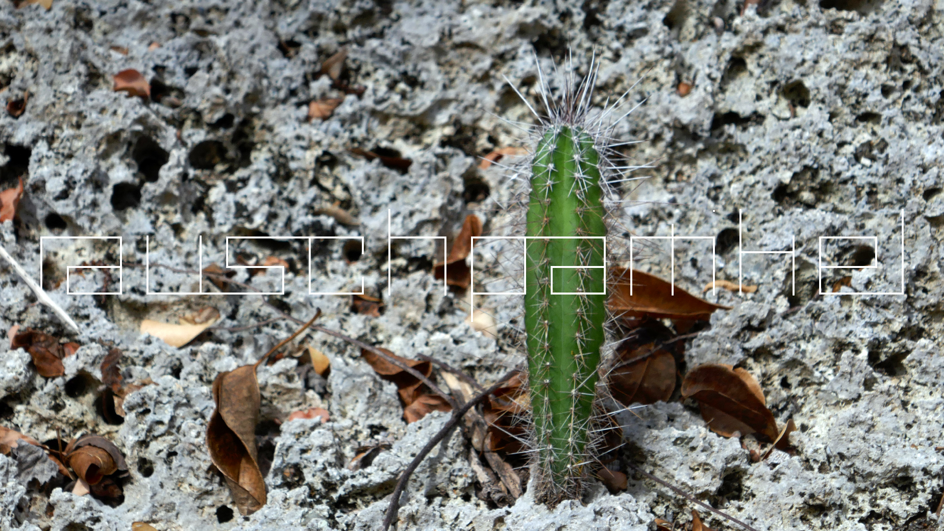 2022-04-22 Blaue Kammer (Foto)