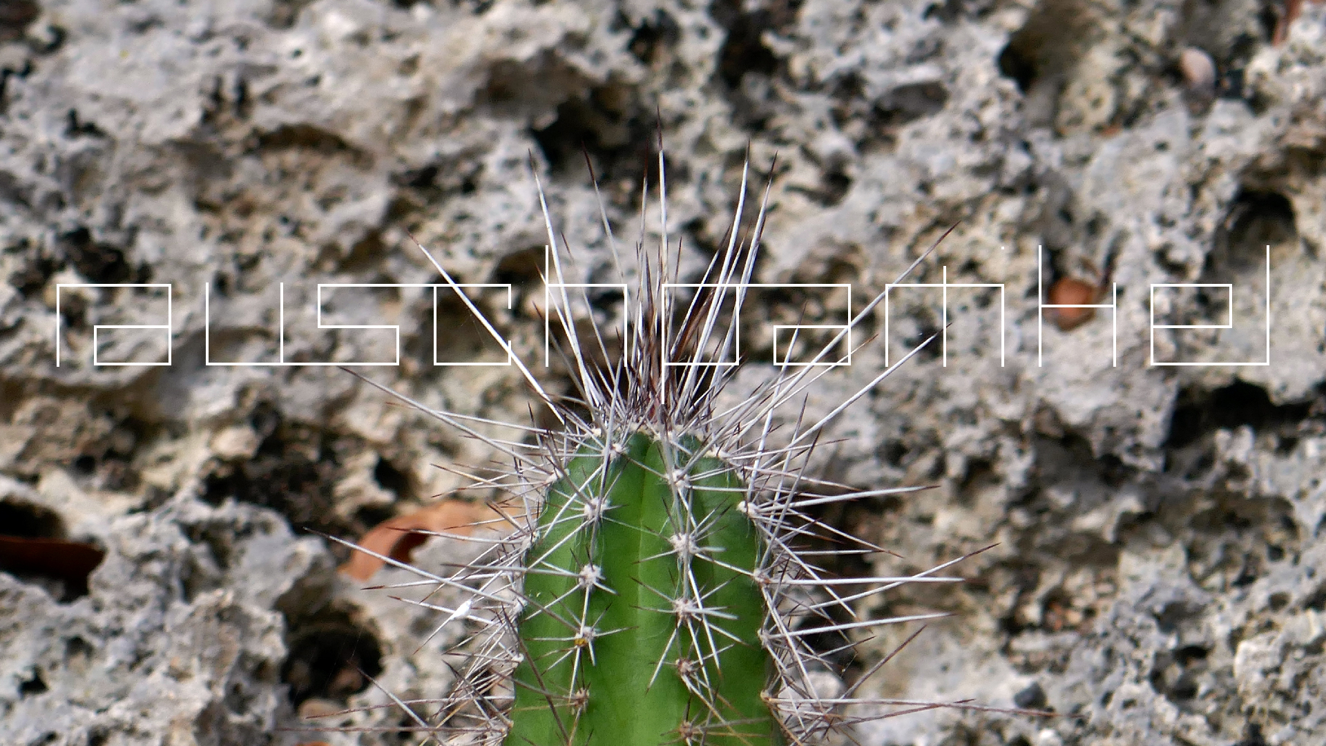 2022-04-22 Blaue Kammer (Foto)