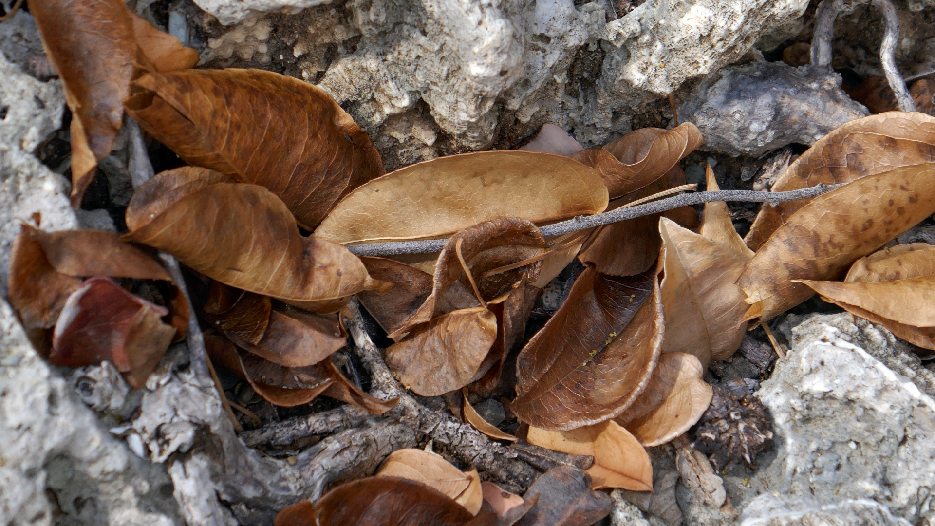 2022-04-22 Blaue Kammer (Foto)