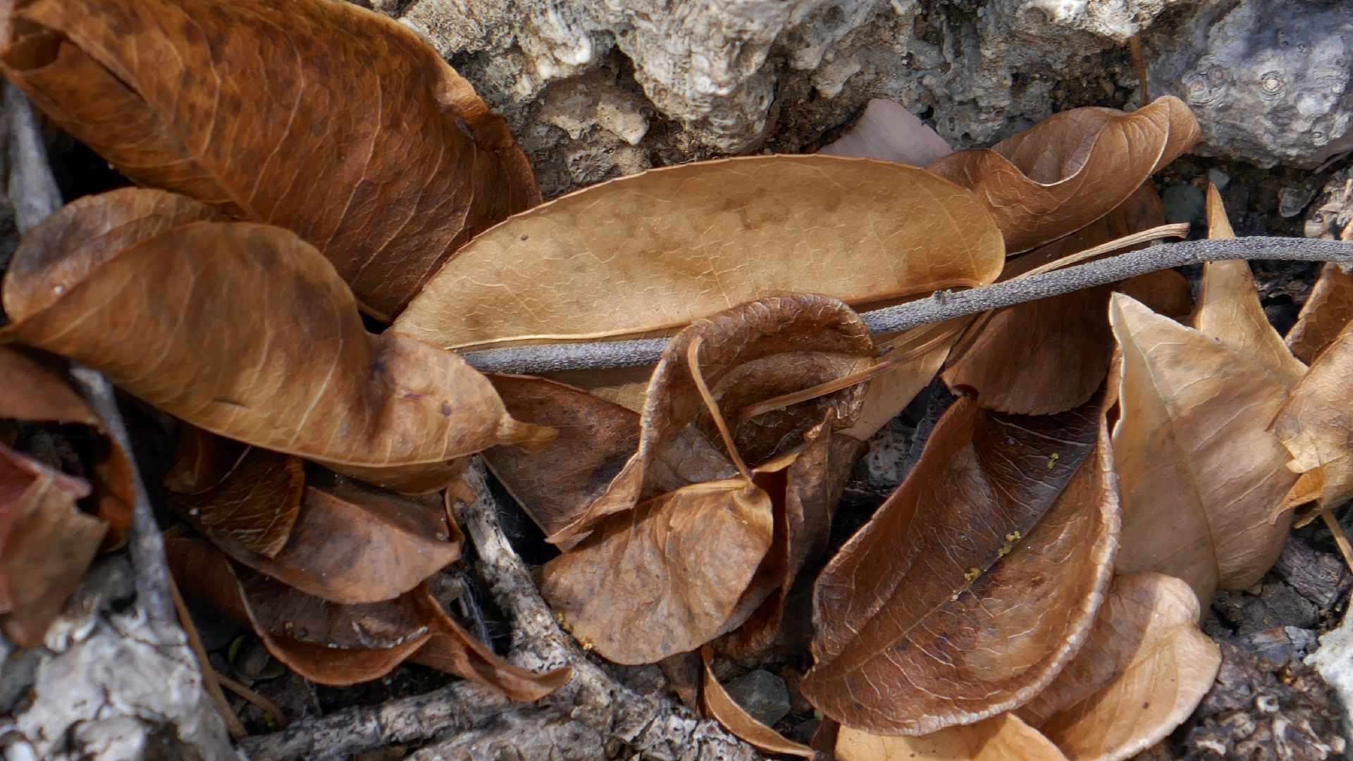 2022-04-22 Blaue Kammer (Foto)