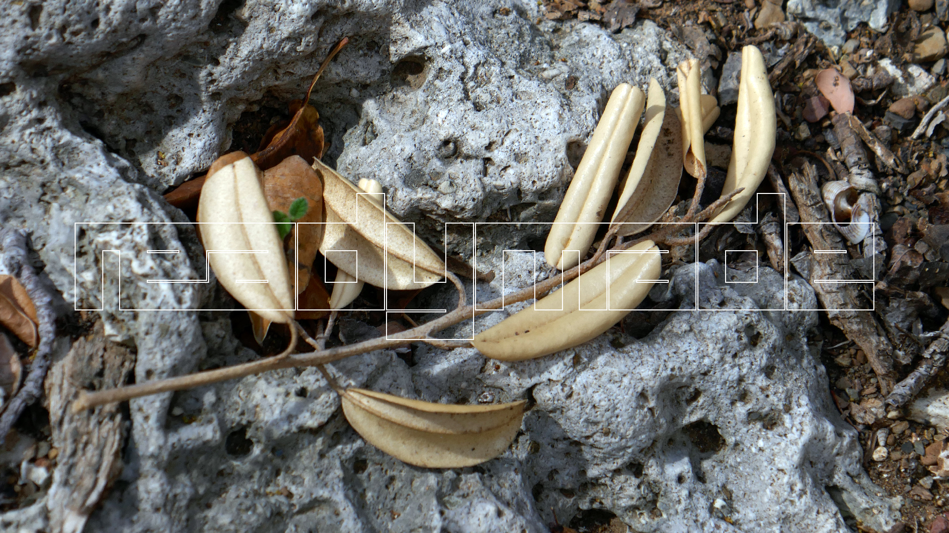 2022-04-22 Blaue Kammer (Foto)