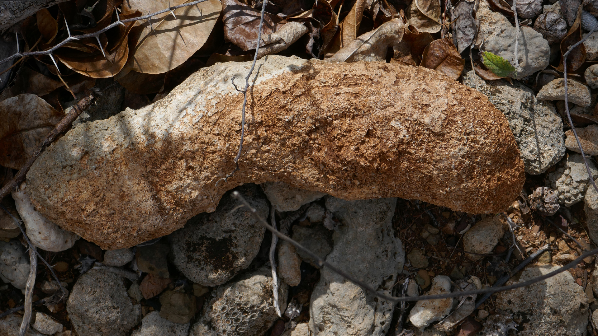 2022-04-22 Blaue Kammer (Foto)