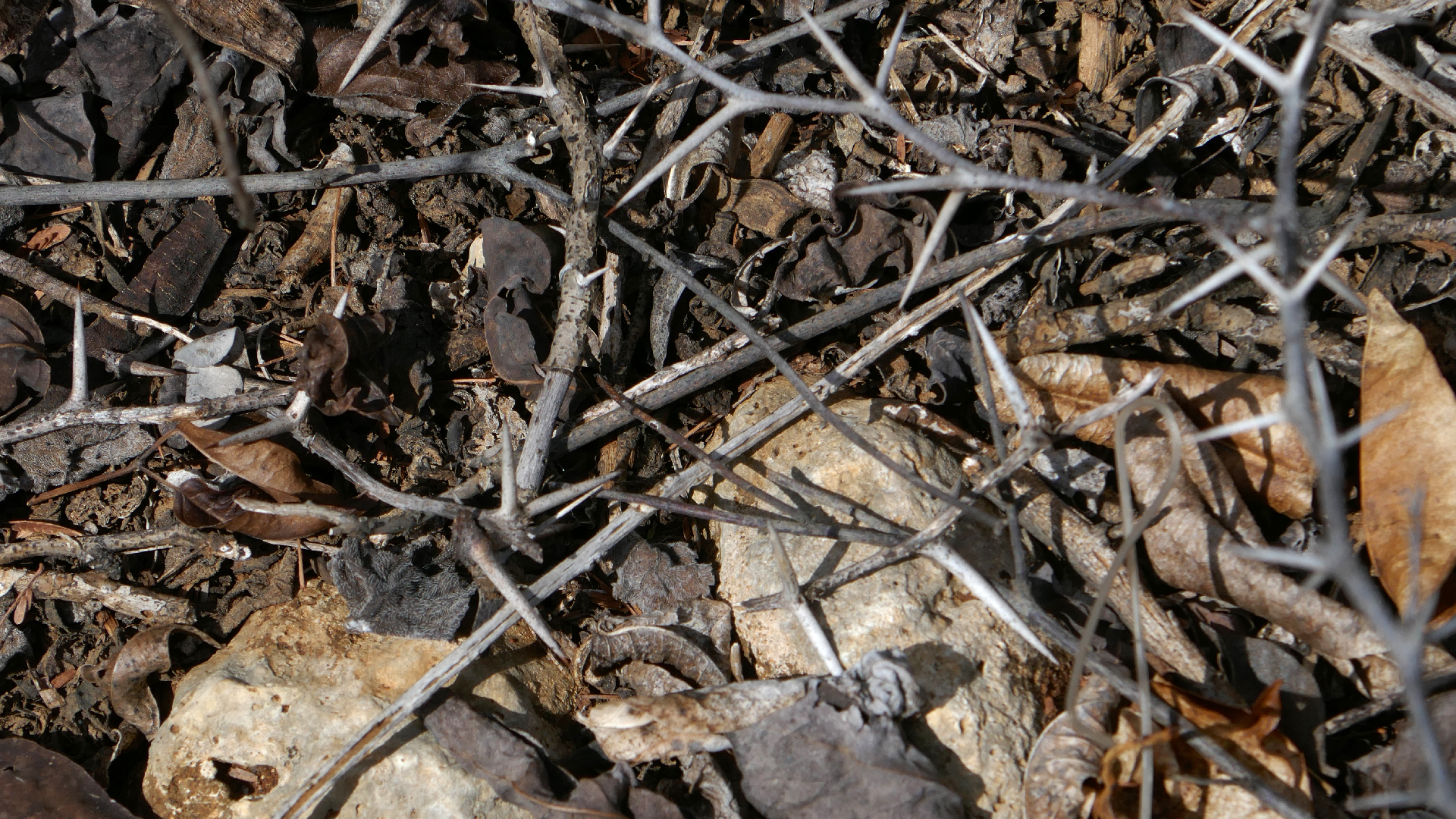 2022-04-22 Blaue Kammer (Foto)