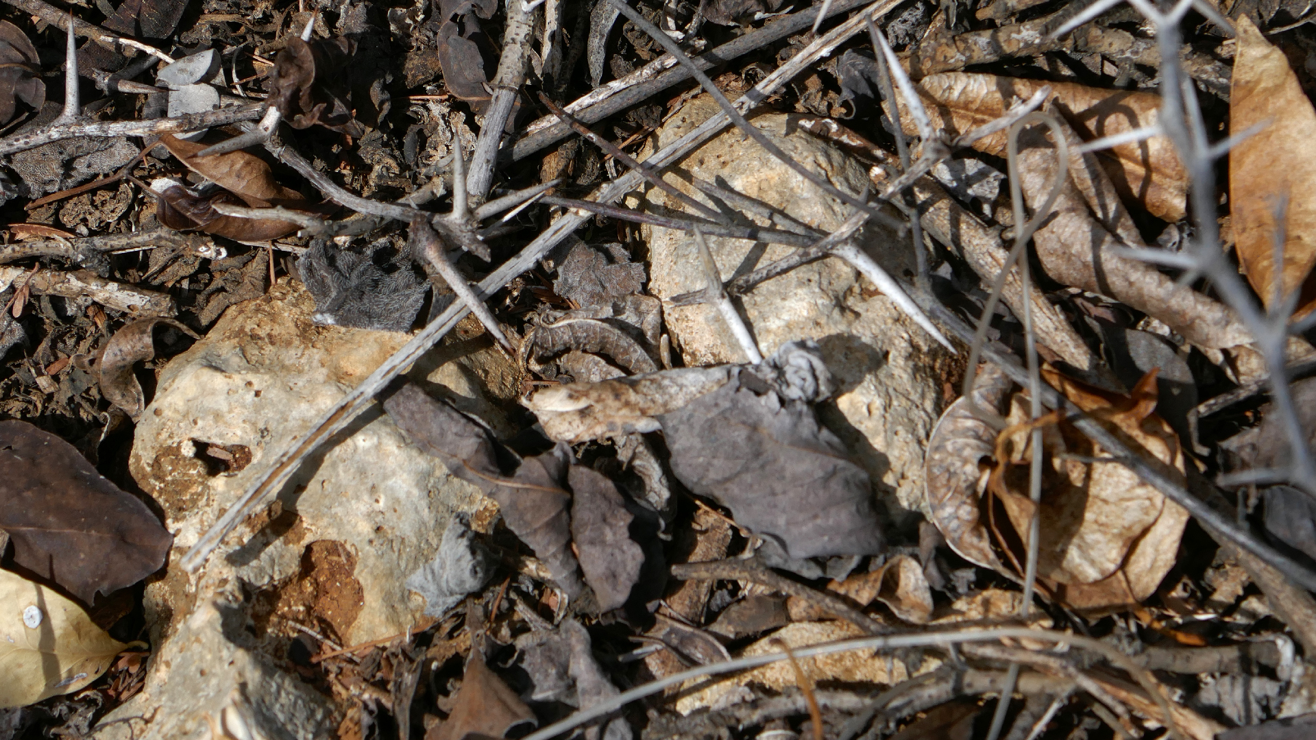 2022-04-22 Blaue Kammer (Foto)