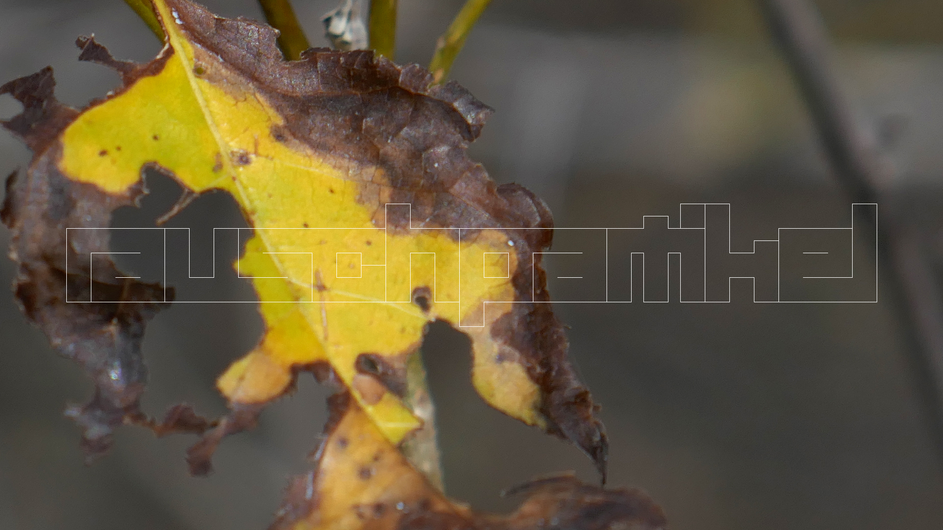 2022-04-22 Blaue Kammer (Foto)