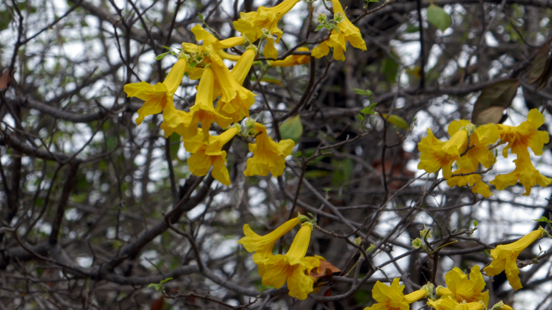 2022-04-23 Shete Boka Nationalpark (Foto, Video)