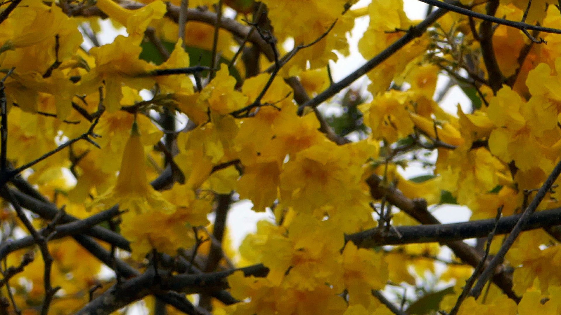 2022-04-23 Shete Boka Nationalpark (Foto, Video)