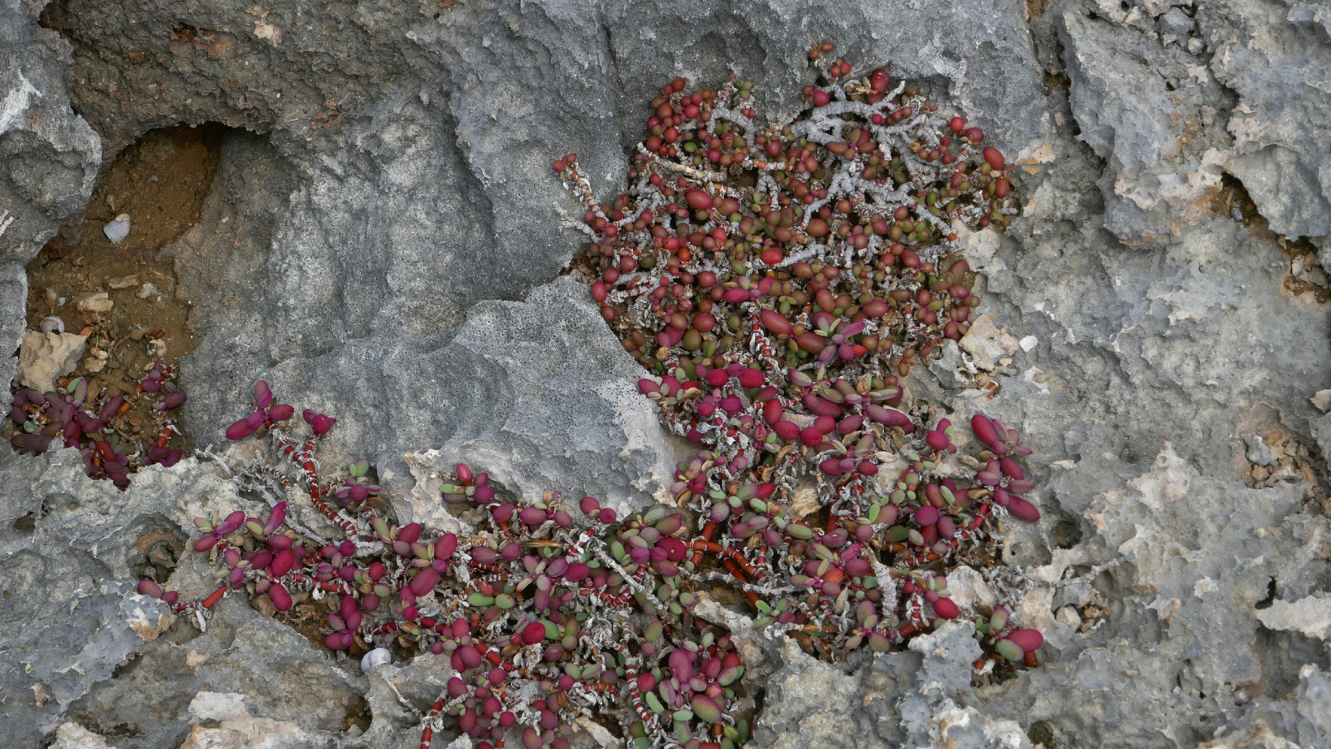 2022-04-23 Shete Boka Nationalpark (Foto, Video)