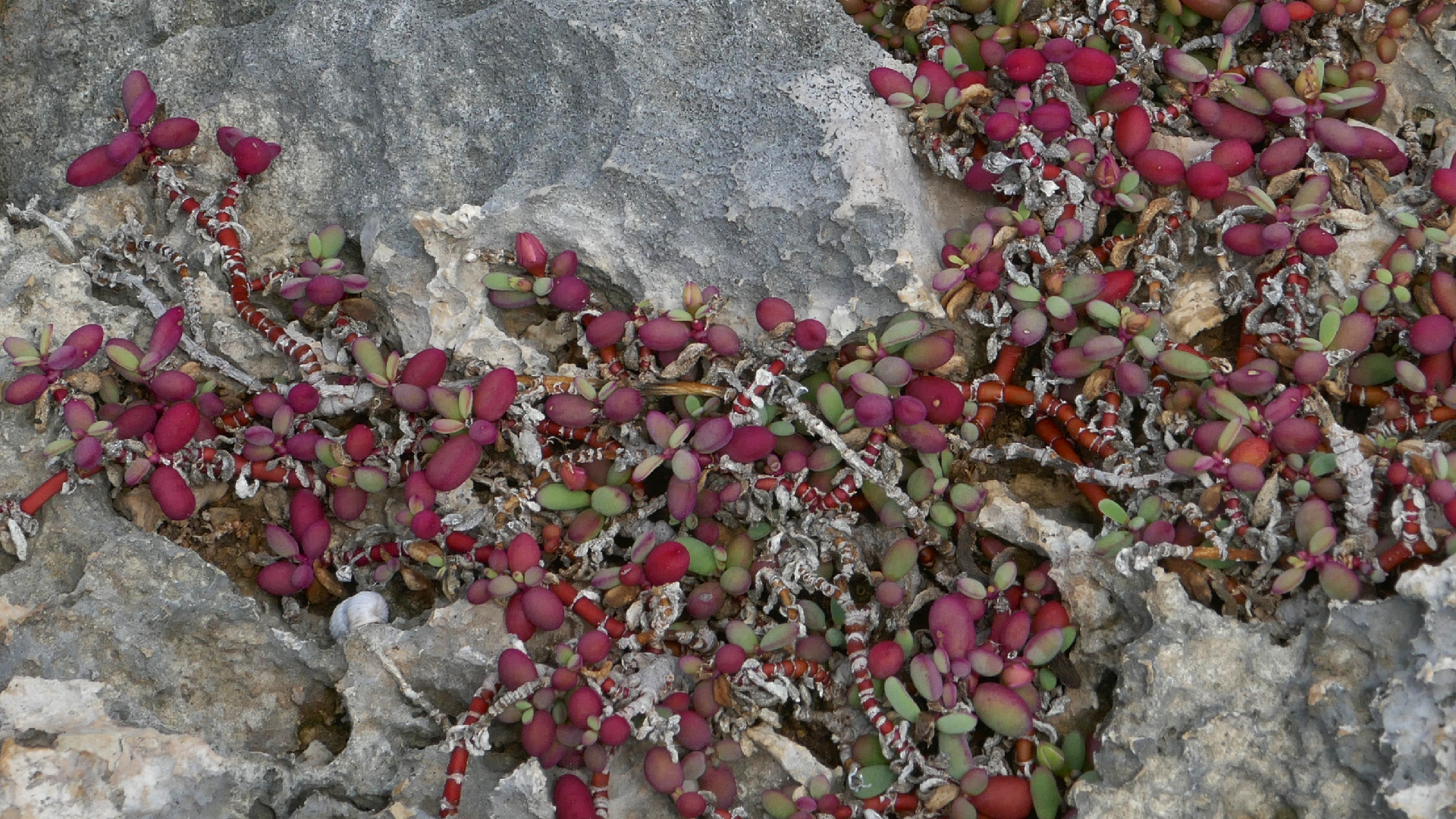 2022-04-23 Shete Boka Nationalpark (Foto, Video)
