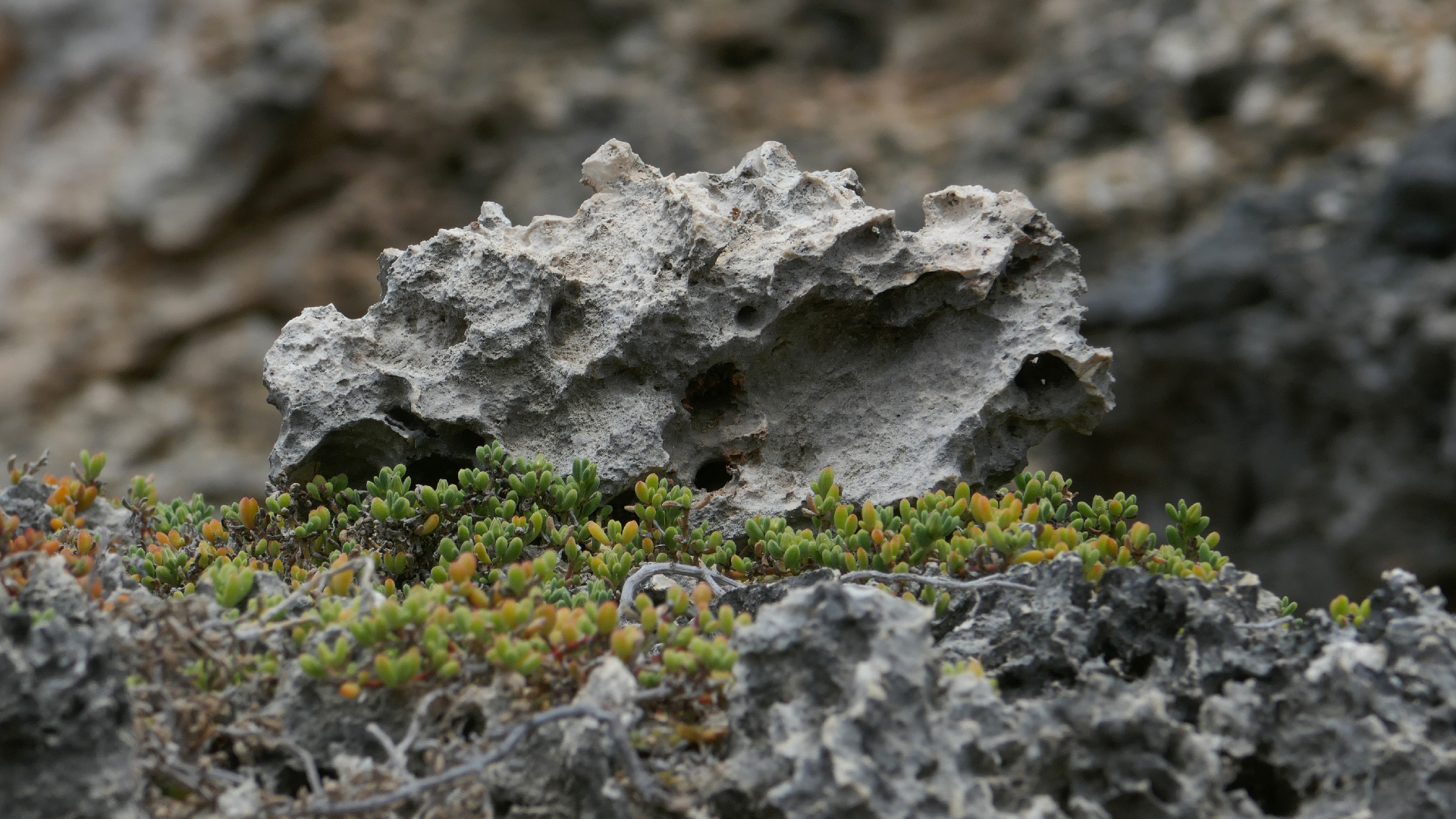 2022-04-23 Shete Boka Nationalpark (Foto, Video)
