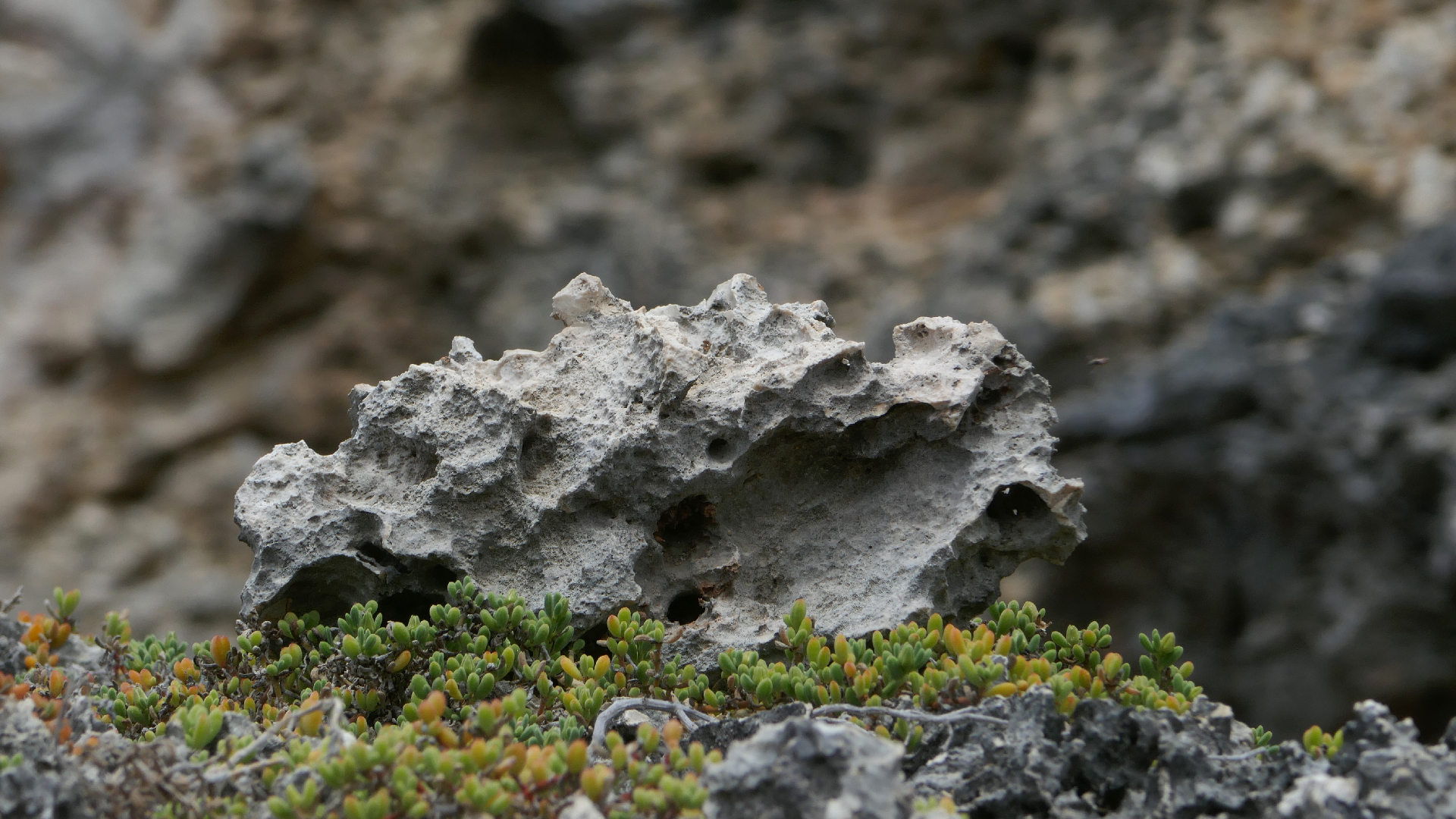 2022-04-23 Shete Boka Nationalpark (Foto, Video)