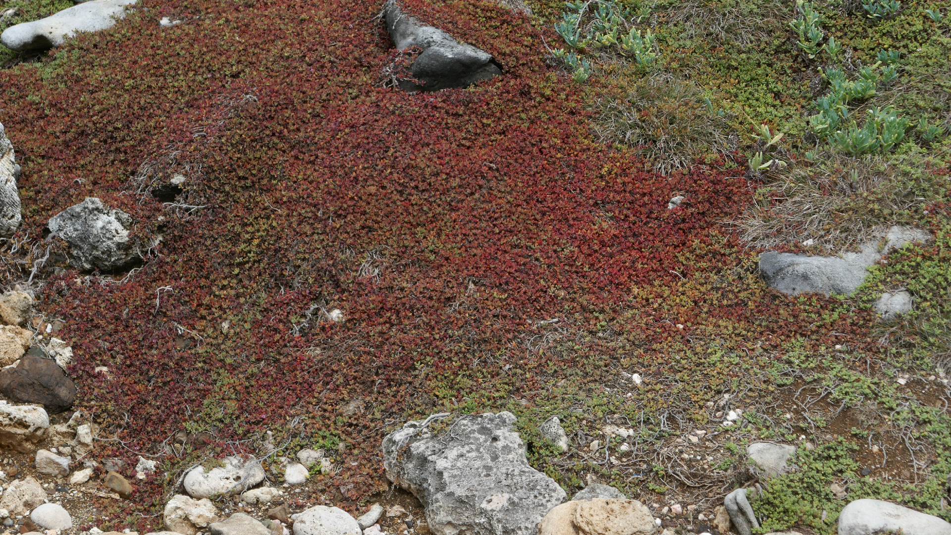 2022-04-23 Shete Boka Nationalpark (Foto, Video)