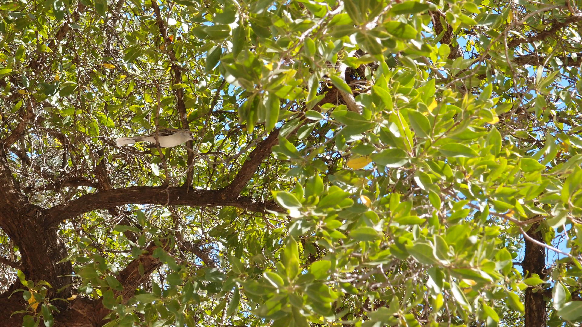 2022-04-24 Playa Porto Mari (Foto)