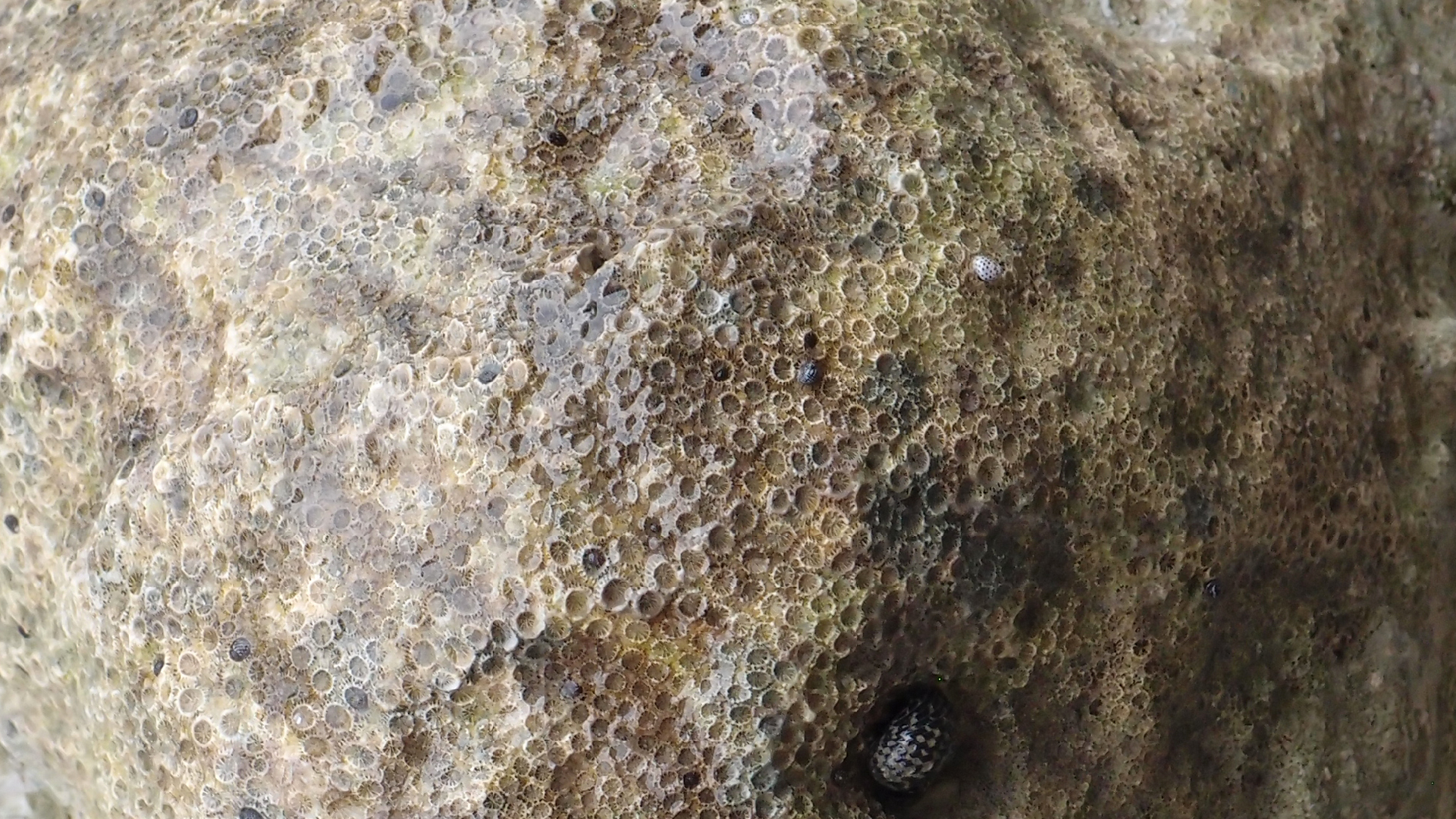 2022-04-25 Cas Abao (Foto)