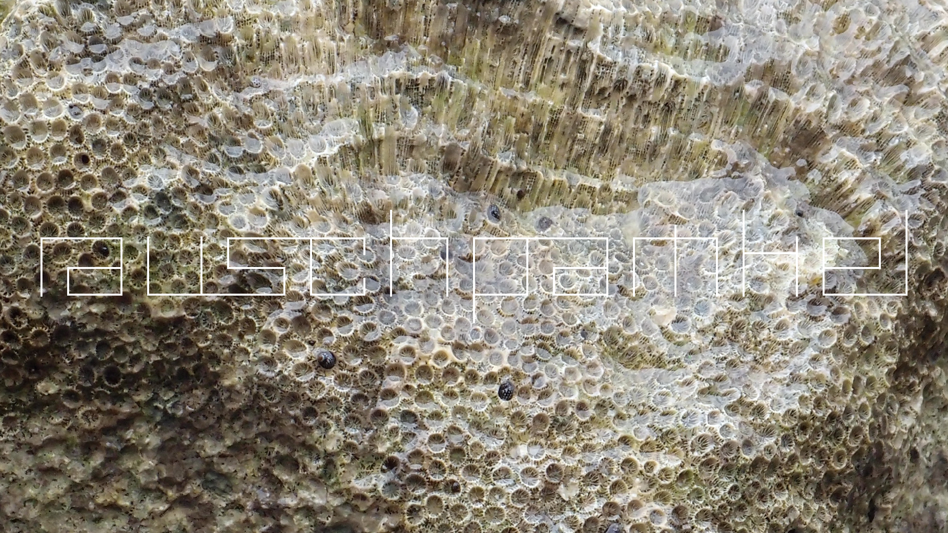 2022-04-25 Cas Abao (Foto)