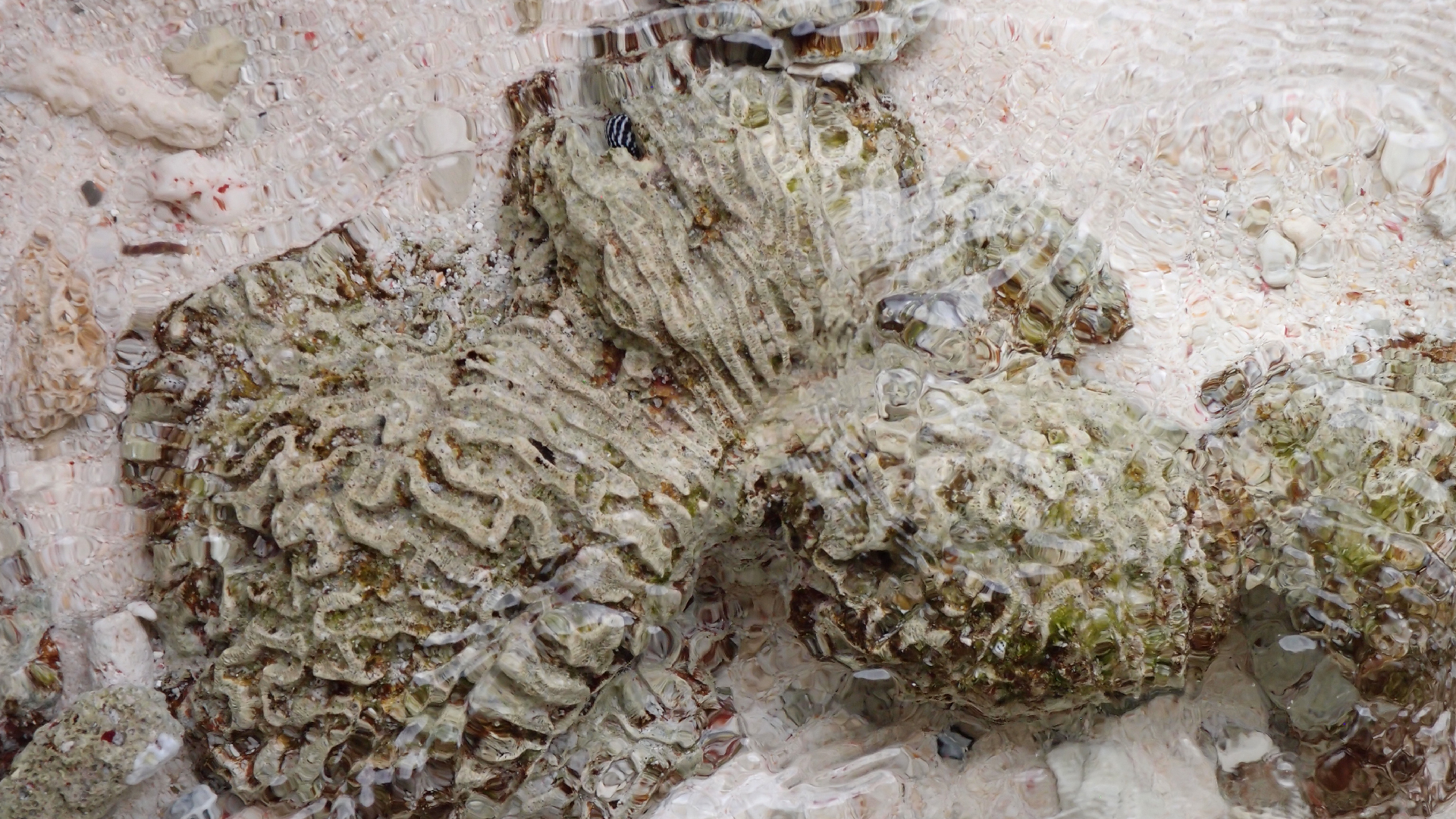 2022-04-25 Cas Abao (Foto)