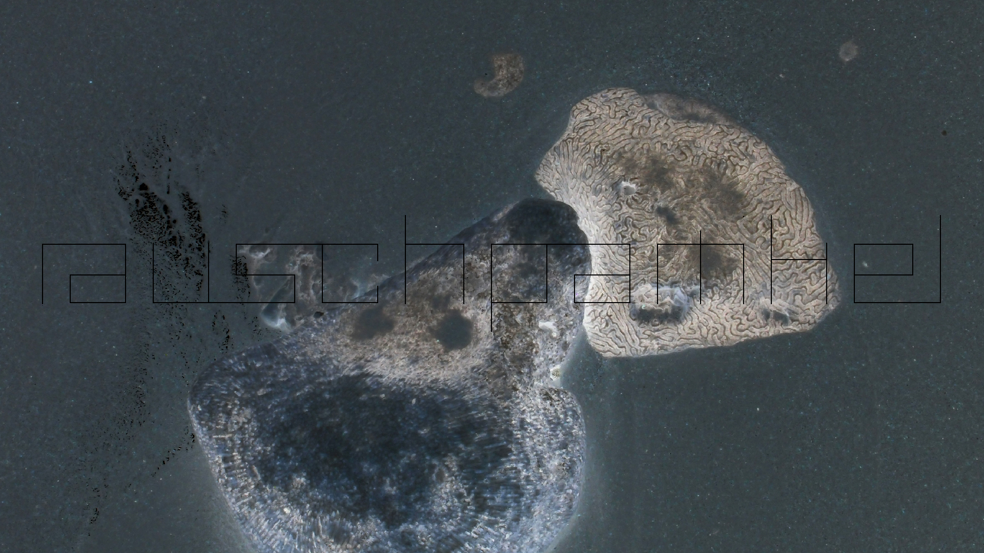 2022-04-25 Cas Abao (Foto)