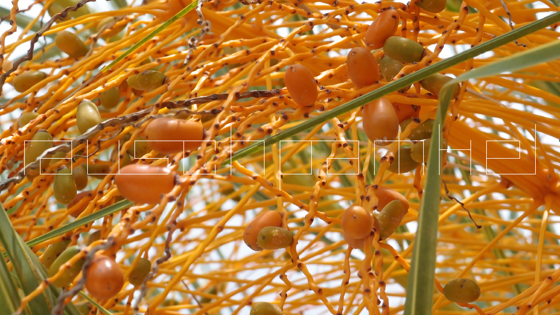 2022-04-25 Cas Abao (Foto)