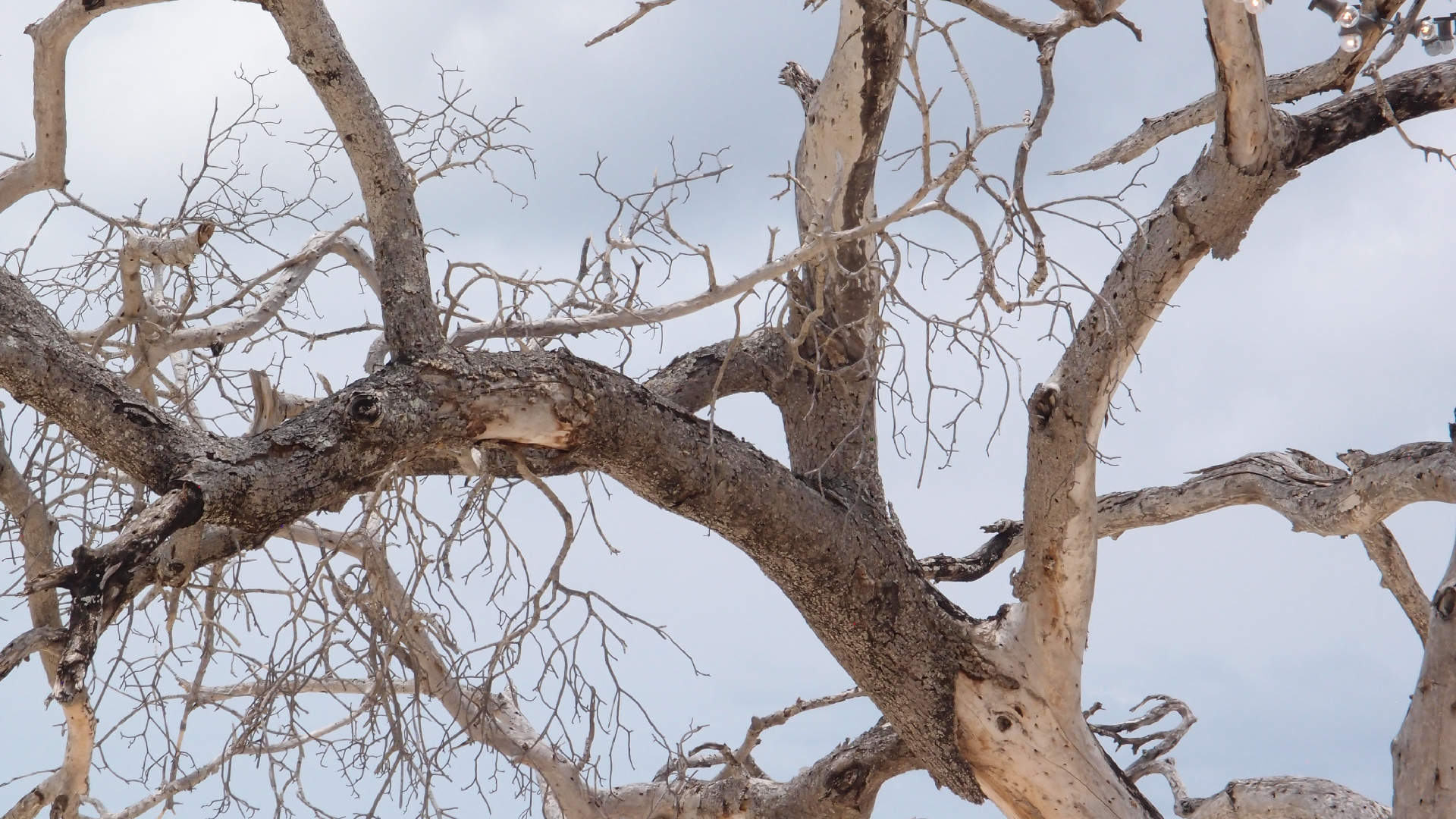 2022-04-25 Cas Abao (Foto)