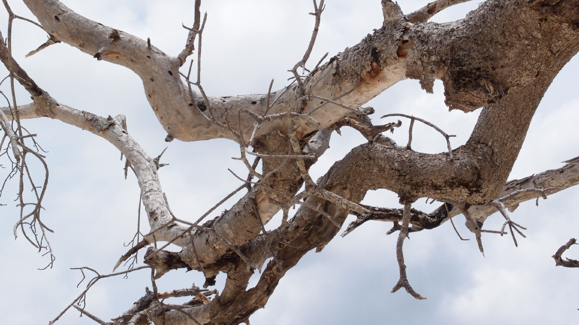 2022-04-25 Cas Abao (Foto)