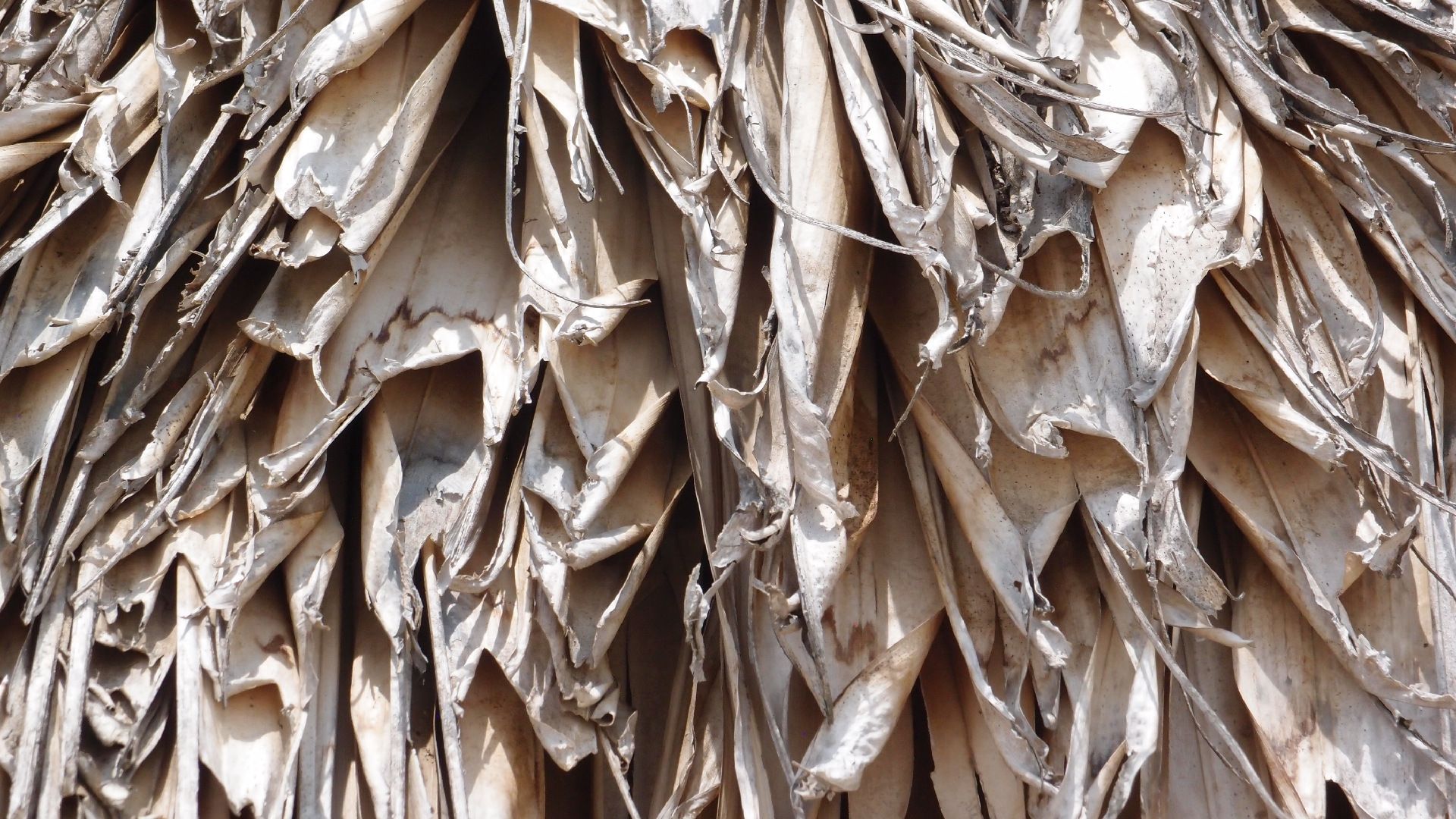 2022-04-25 Cas Abao (Foto)