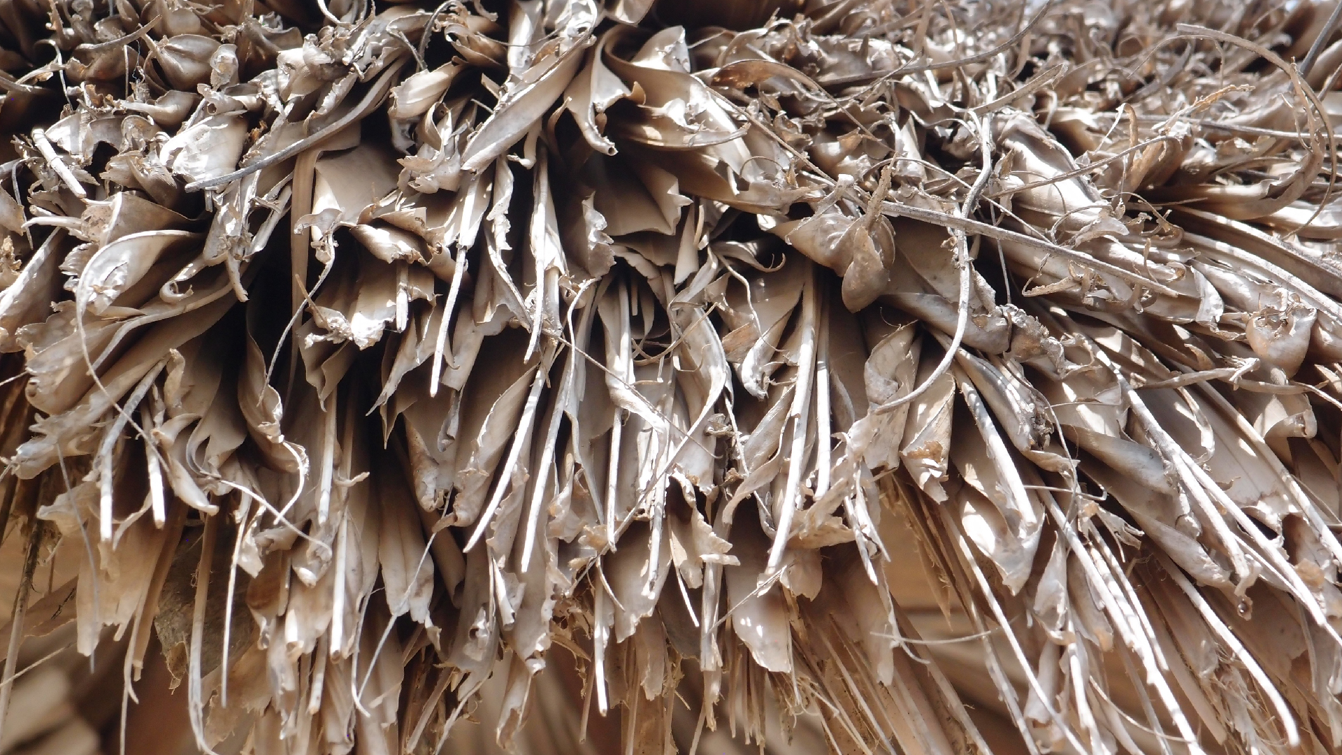 2022-04-25 Cas Abao (Foto)