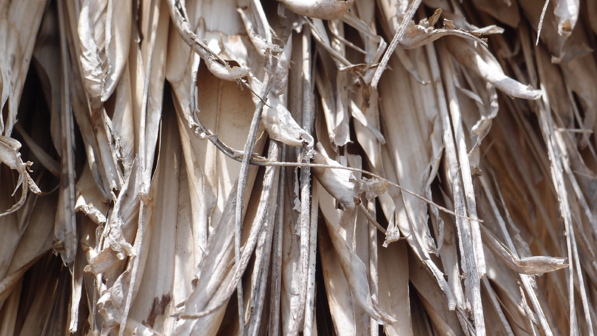 2022-04-25 Cas Abao (Foto)